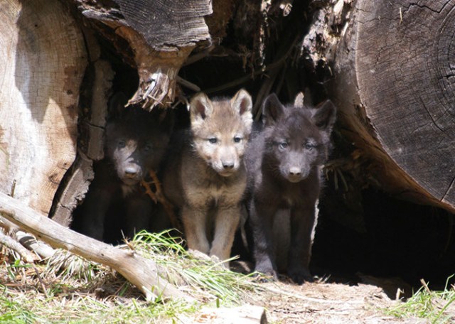 Wolf pups