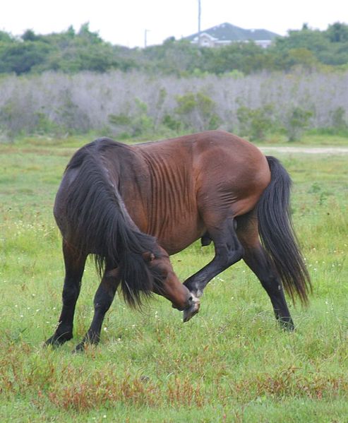 493px-Wild_Horses_of_the_Outer_Banks2